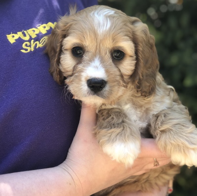 Absolutely lovely gold-coloured Cavoodle and Cavapoo puppy dog held in loving arms at Puppy Shack Brisbane.